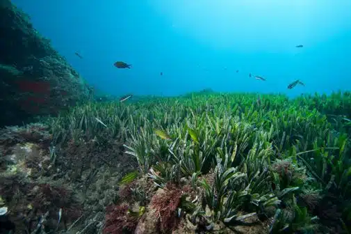 Programmes éducatifs sur la conservation marinée pédagogique